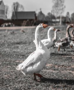 Swans on field