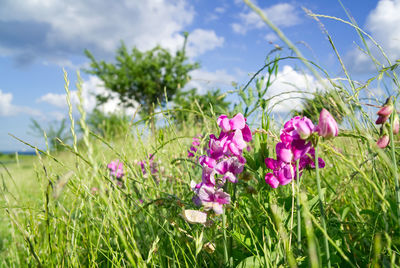 Close-up of pink flowering plants on field