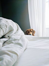 Dog relaxing on bed at home