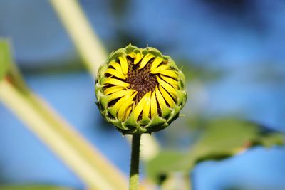 Close-up of yellow flowering plant