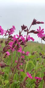 Close-up of pink flowering plants on field