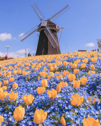 Low angle view of flowering plants on field against clear blue sky