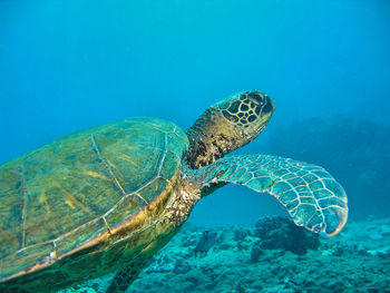 Turtle swimming in sea