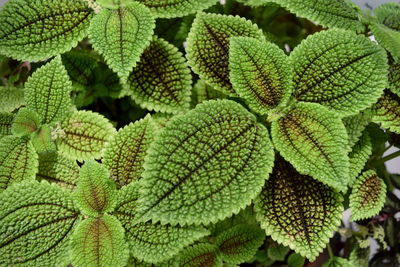 Full frame shot of green plant