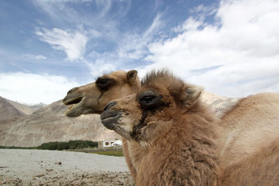 Close-up of camel with llama on field against sky