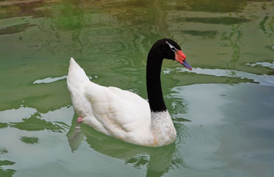 Two swans in calm lake