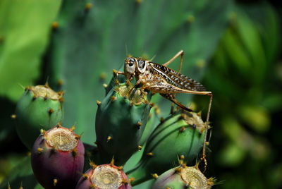Close-up of grasshopper on cactus plant