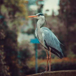 High angle view of gray heron perching outdoors