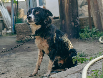 Portrait of a wet and sad dog on a chain.