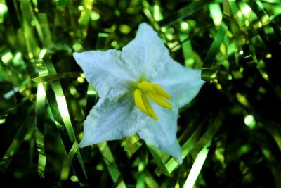 Close-up of flower