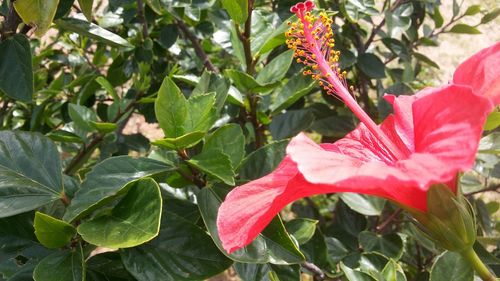 Close-up of red flowers