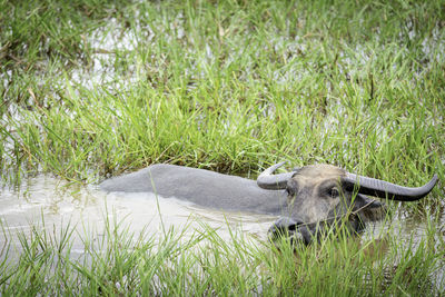 View of an animal on field