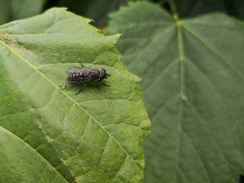 Close-up of insect on leaf