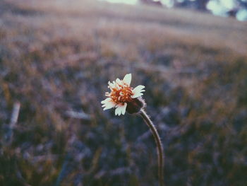Close-up of cherry blossom growing outdoors