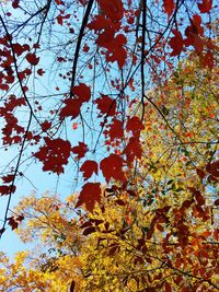 Low angle view of tree against sky during autumn