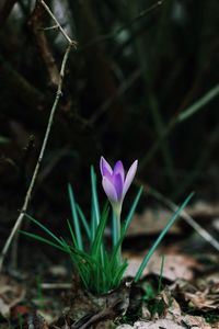 Close-up of purple flowers blooming outdoors