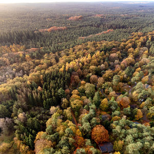 Early morning high angle view over the veluwe national park near eerbeek