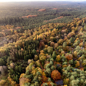 High angle view of trees on landscape