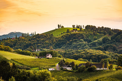 Scenic view of agricultural field against sky during sunset