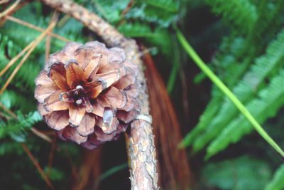 Close-up of plant against blurred background