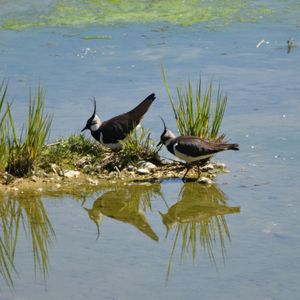 Ducks swimming on lake