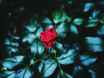 Close-up of red rose on plant