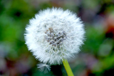 Close-up of white dandelion flower