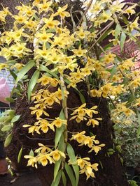 Close-up of yellow flowers