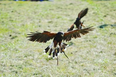 Birds flying over grassy field