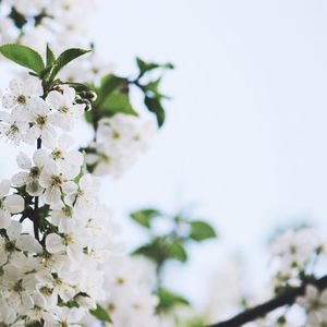 Close-up of white flowers