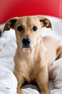 Close-up of dog resting on bed