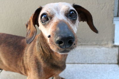 Close-up portrait of dog standing on street