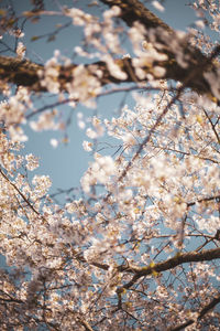 Low angle view of cherry blossoms against sky