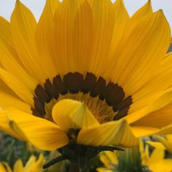 Close-up of yellow flower