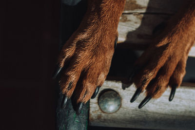 Low section of dog legs relaxing on wooden bench