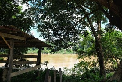 Low angle view of trees against sky