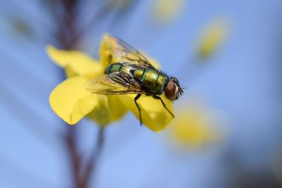 Close-up of bee on flower