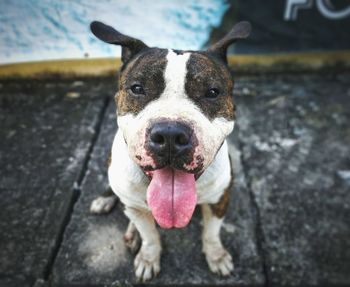 Portrait of dog standing outdoors