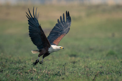 Bird flying over field