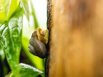 Little snail on a banana tree trunk from puerto rico tropical forest