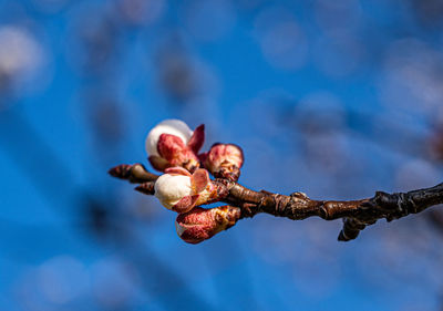 Close-up of berries on branch against blurred background