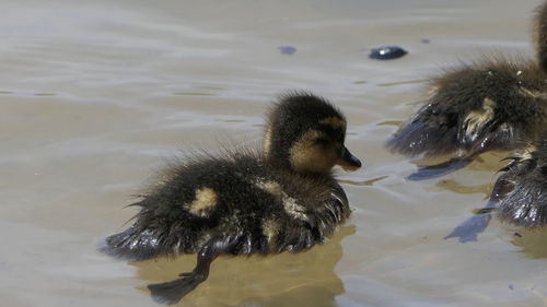 High angle view of ducks swimming in lake