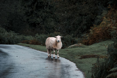 Sheep walking on road