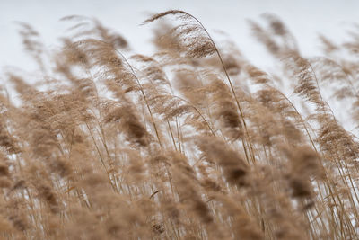 Reed grass in bloom, scientific name phragmites australis, deliberately blurred, gently swaying 