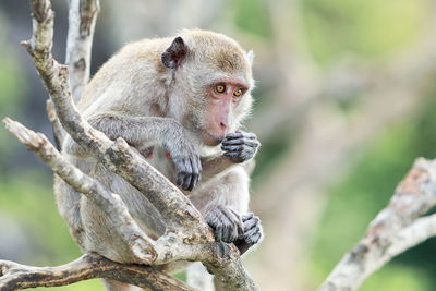Monkey sitting on tree branch