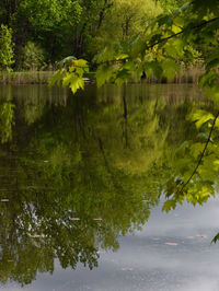 Scenic view of lake in forest