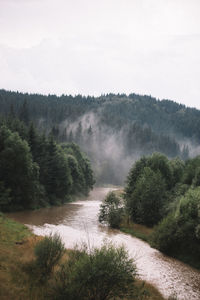 Scenic view of river in forest against clear sky