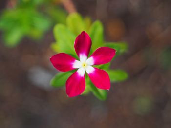 Close-up of pink flower