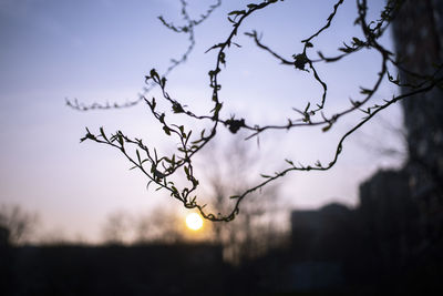Low angle view of silhouette tree against sky during sunset