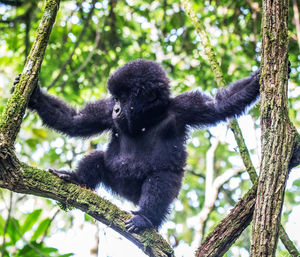 Low angle view of monkey on tree in forest